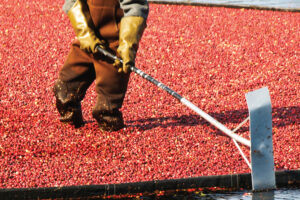 A worker in a cranberry bog in Wareham, Massachusetts pulls on a floating boom that corrals the floating fruit.