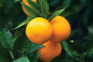 navel oranges on tree