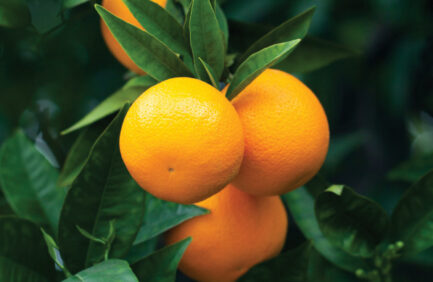 navel oranges on tree
