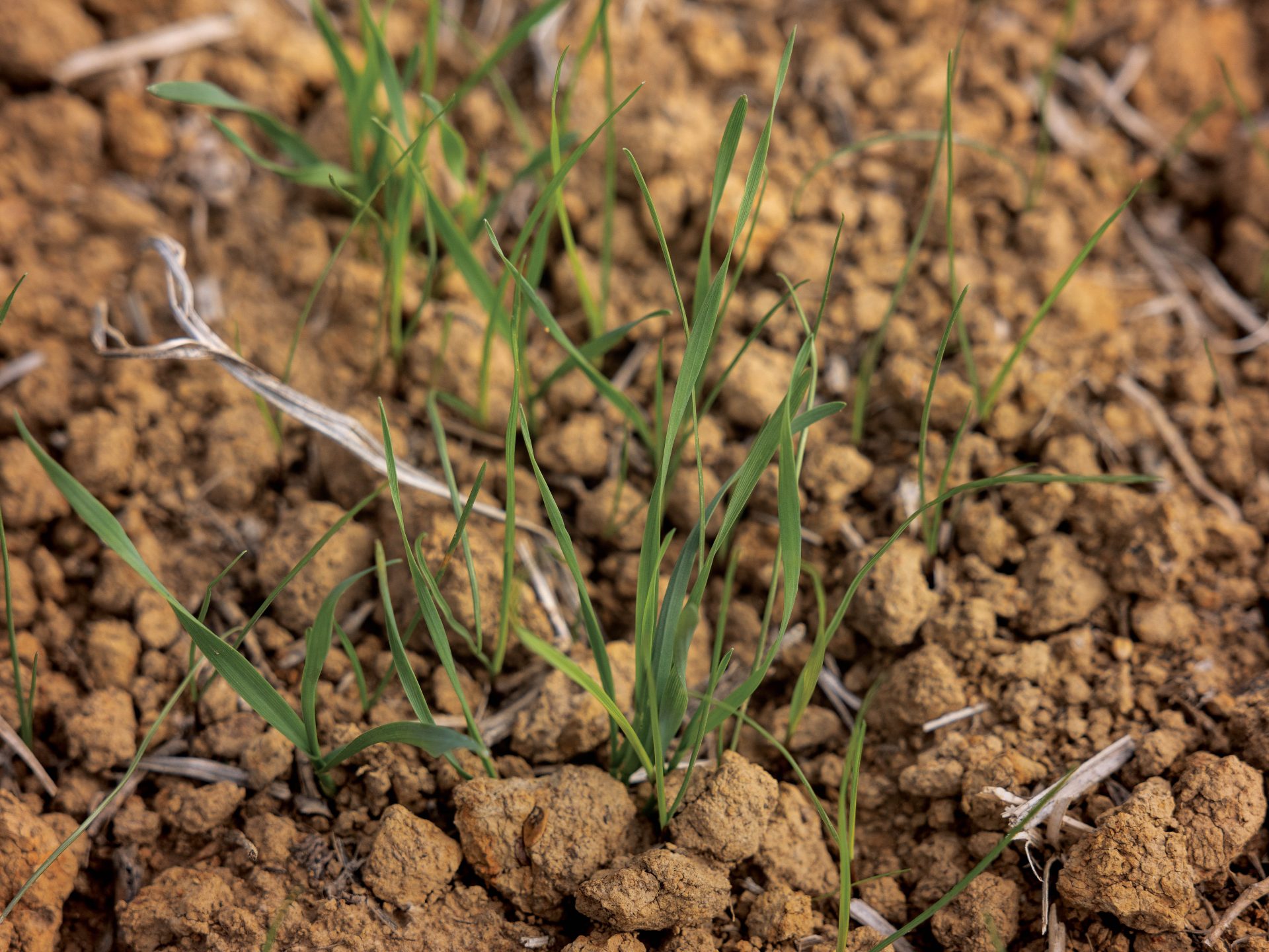 Tennessee Farmers Use Cover Crops For Better Soil Farm Flavor