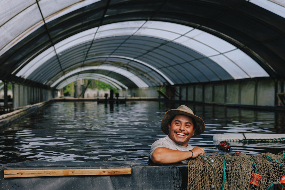 Rafael Morales corrals tilapia in a net at EarthCare Aquaculture.