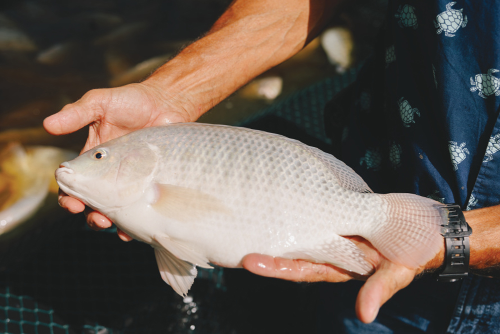 Florida’s EarthCare Aquaculture Brings Sustainable Tilapia From Farm to Table Farm Flavor