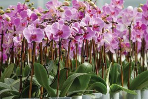 Orchids in bloom at Color Orchids, a Virginia Controlled Environment Agriculture grower