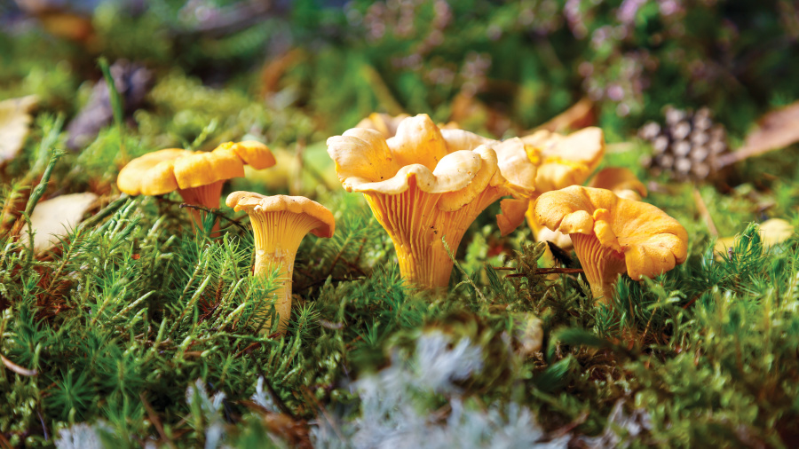 Chanterelle mushrooms; foraging