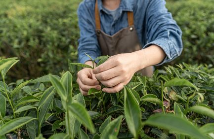 worker harvesting tea on a U.S. tea farm