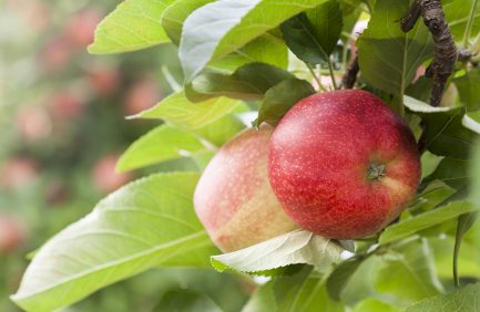 apples on tree; nonnative crops in the U.S.