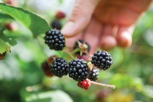 foraging blackberries