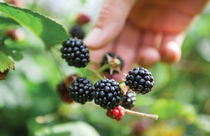 foraging blackberries