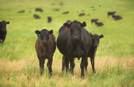 Black cows in a field