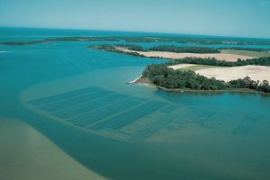 Aerial shot of the clam beds in Chesapeake Bay