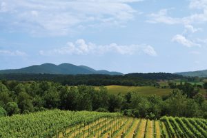 A Virginia vineyard with Blue Ridge Mountains in the background