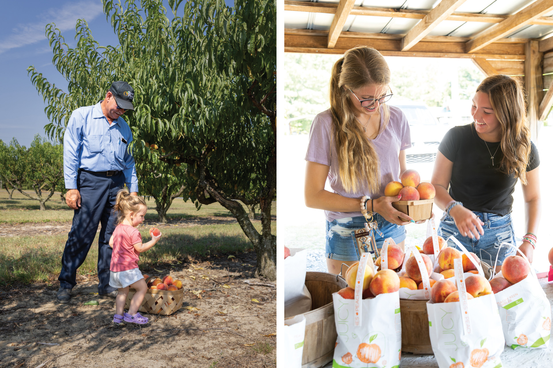 North Carolina Sandhills Farmers Grow the Sweetest Peaches Farm Flavor