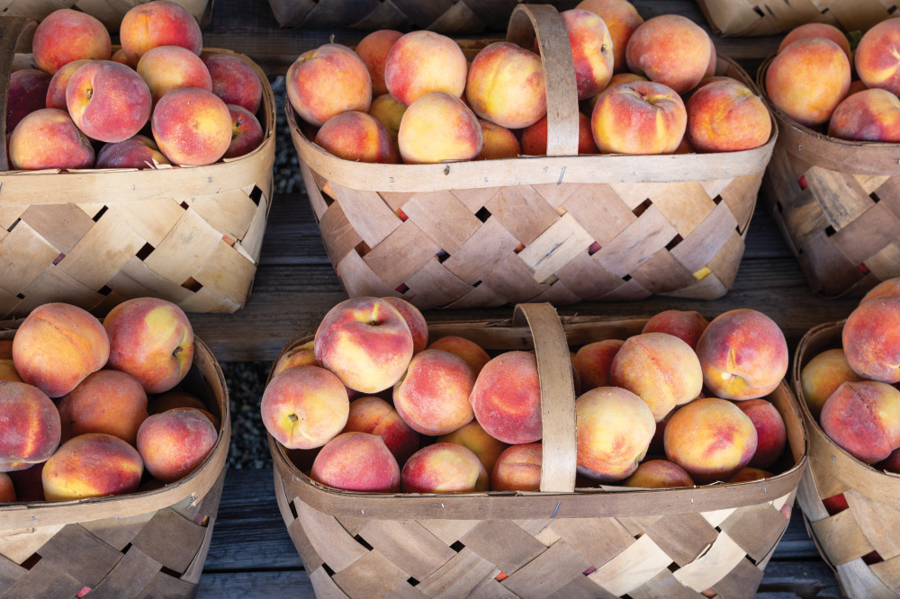 North Carolina Sandhills Farmers Grow the Sweetest Peaches Farm Flavor