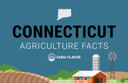 2024 Census of Ag Thumbnail Connecticut - Farm Flavor