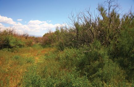Green shrubs and dry, leafless trees in a grassy field under a clear blue sky with some clouds in the distance.