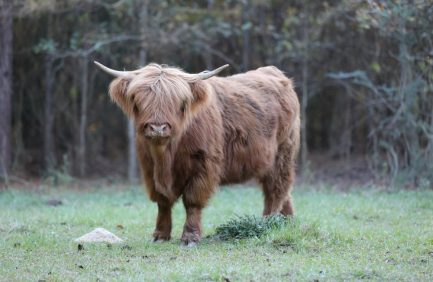 highland cattle heritage breed