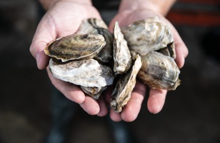 Carolina Gold Oyster Company oysters