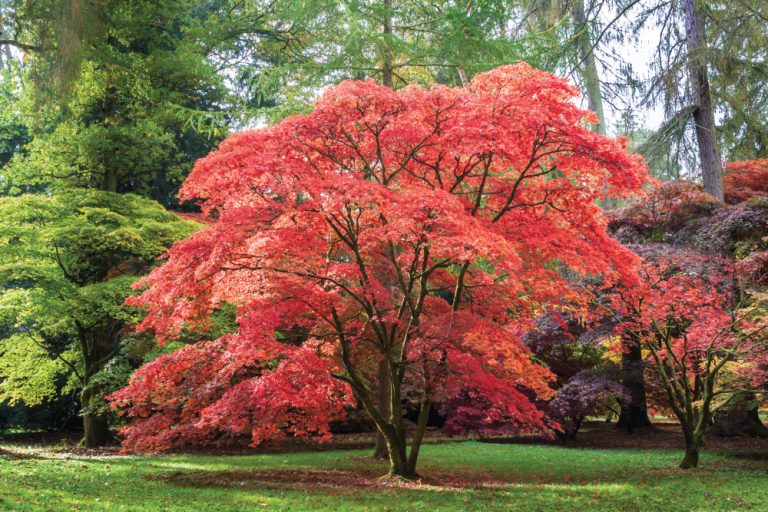 The Best Plants for Adding Fall Color to Your Yard