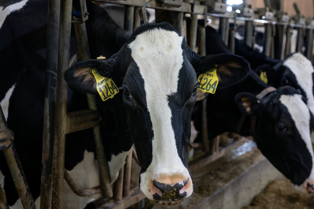 dairy cow in barn