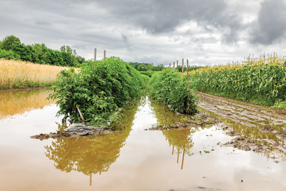 Massachusetts farms battled extreme weather and floods in 2023. CISA works to build a stronger, more resilient food system, helping farmers when natural disasters impact production.