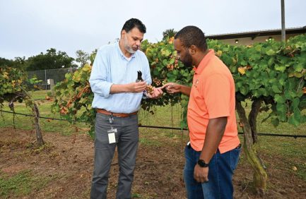 Two men examining grapes together in a vineyard, one wearing a light blue shirt and the other in an orange shirt, with green grapevines in the background.