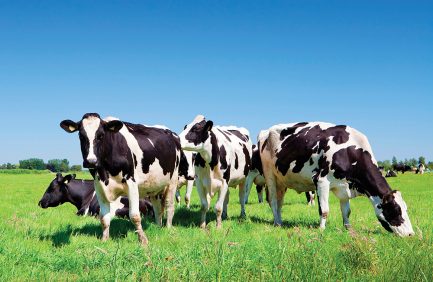 A group of black and white cows standing on green grass under a clear blue sky.