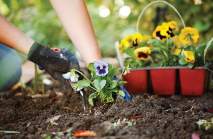 A person planting a purple pansy flower in soil, with a basket of yellow and purple flowers in the background.