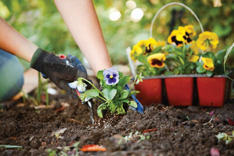 Sowing Seeds of Self-Care: Explore the Mental and Physical Benefits of Gardening