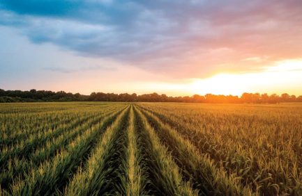 Rows of green crops in a field under a vibrant sunset sky with clouds, trees lining the horizon.