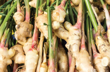 Fresh ginger roots with green stalks, showing pale skin and pinkish tips, piled together closely.
