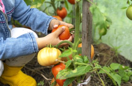 a child picks ripe tomatoes from a branch
