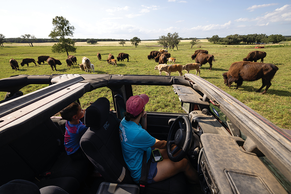 Bison Conservation Efforts Are Bringing the Buffalo Back to Texas ...