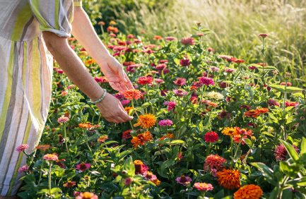 Woman picking zinnias at U-pick flower farm in summer