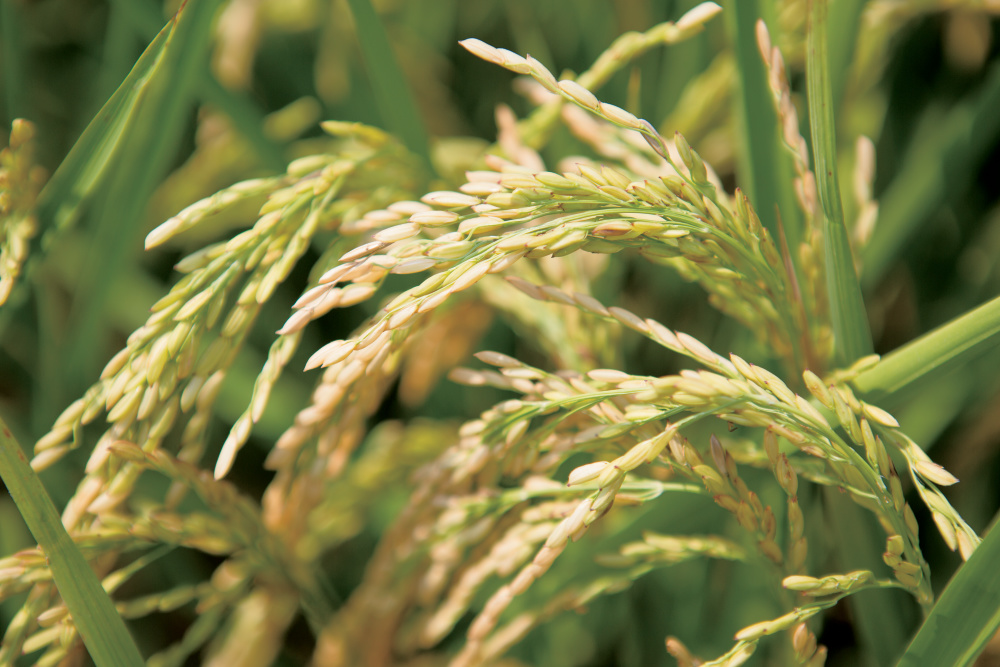 Explore the Living Legacy of Gullah Geechee Culture and Foodways - Farm ...