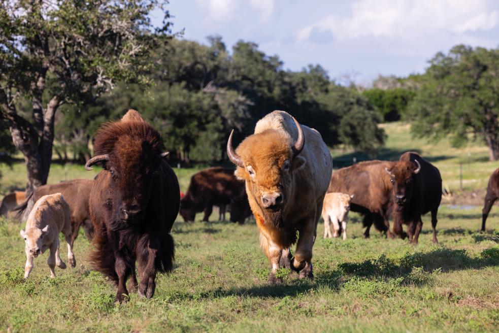 Bison Conservation Efforts Are Bringing the Buffalo Back to Texas ...
