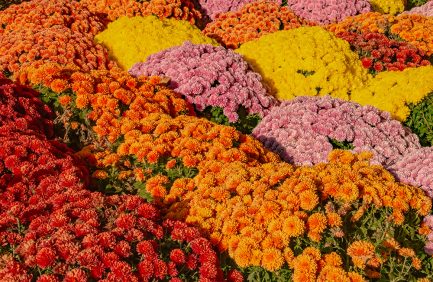 Rows of colorful flowers, including red, orange, yellow, and pink blooms, densely planted and arranged in curved patterns outdoors.