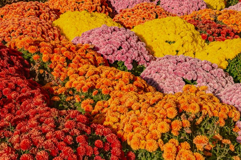 Tips and Tricks to Not Kill Your Mums This Fall
