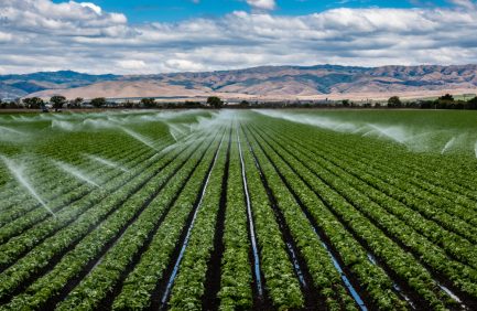 Rows of green crops being irrigated with sprinklers on a large farm
