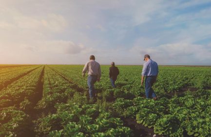 Three people walking through a green crop field under a partly cloudy sky, with sunlight illuminating the plants and the landscape.