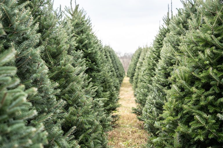 Where Are Christmas Trees Grown? 10 Top Christmas Tree Producing States