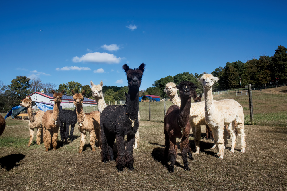 Different Types of Wool and Their Uses - Farm Flavor