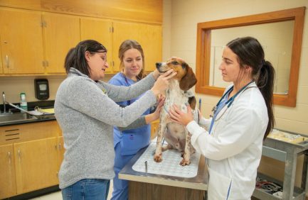Three women examine a dog on a veterinary clinic table, with one wearing a white coat and stethoscope, and others in casual and scrubs attire.