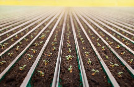 Rows of young plants sprouting in soil with irrigation pipes running parallel, under a bright yellow sky.