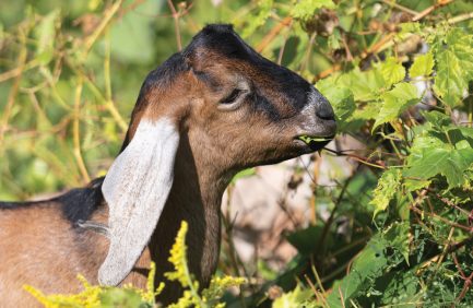 A brown goat with long floppy ears eats green leaves in a sunny, leafy outdoor setting.