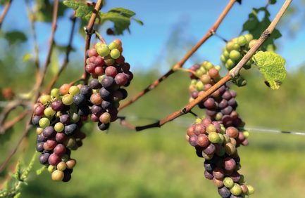 Clusters of multicolored grapes hanging from vine branches, set against a blurred green background and blue sky.