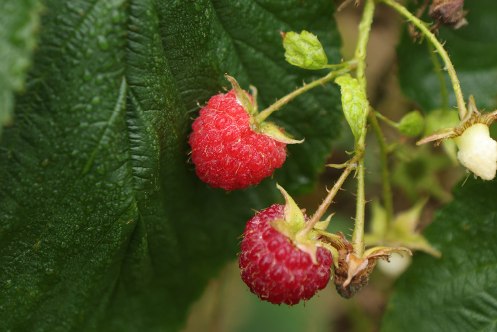 Chase Farm Raspberry How Barker Farm in Illinois Is Helping to Fight Hunger - Farm Flavor
