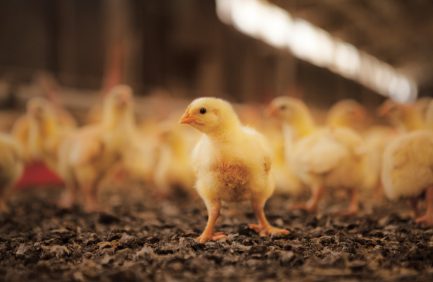 A group of yellow chicks standing on the ground inside a barn, with soft lighting and a blurred background.