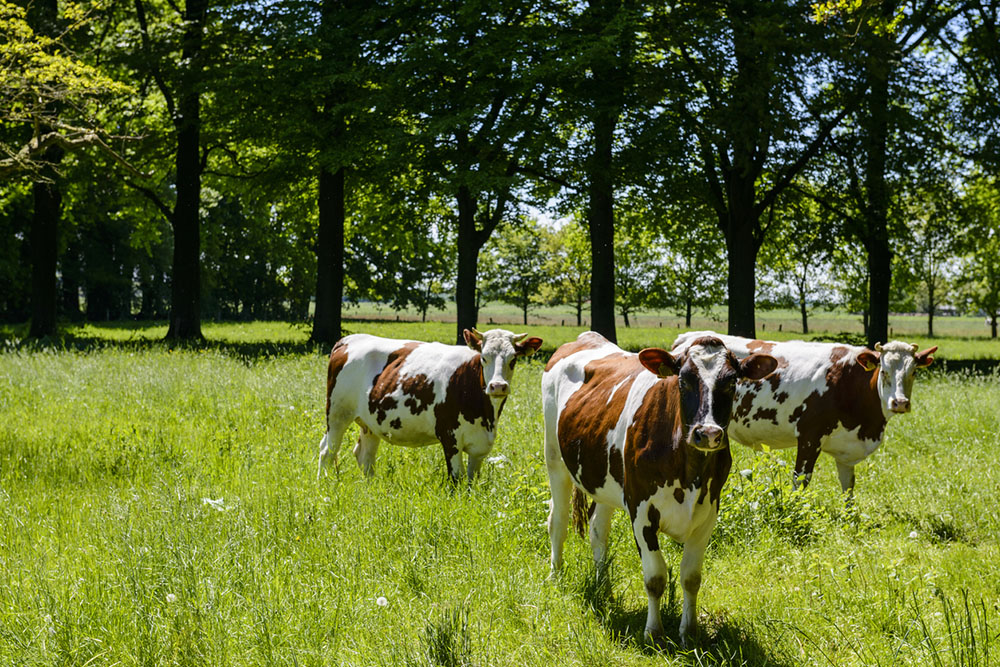 Cows in the Forest: An Introduction to Silvopasture - Farm Flavor