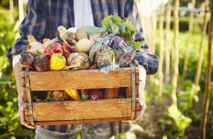 Person holding a wooden crate filled with freshly harvested vegetables, including peppers, beets, and cabbage, in a victory garden or farm setting.
