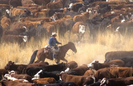 A cowboy on horseback herding a large group of cattle through a dry grassy field, surrounded by dust and multiple cows of different colors.